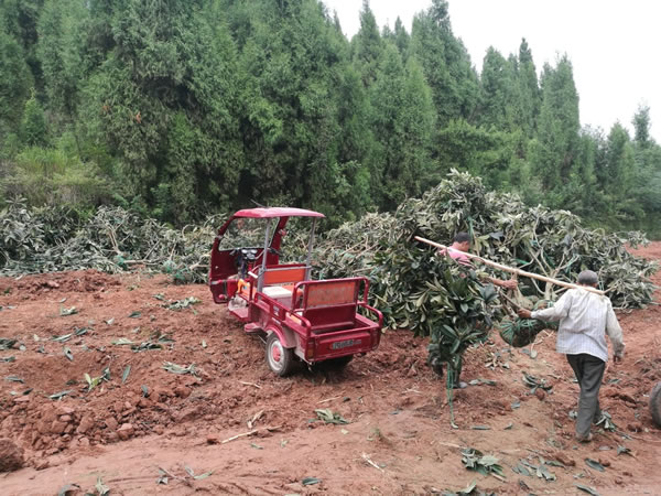 德陽生態農業基地備肥3