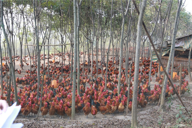 綿陽電視臺來公司采訪5