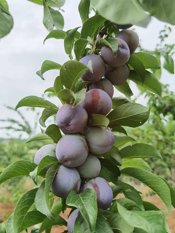 010_副本.jpg 010_副本.jpg